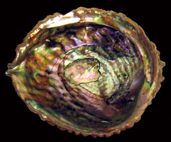 Pink Abalone Shell
