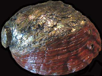 Red 10 Abalone Shell
