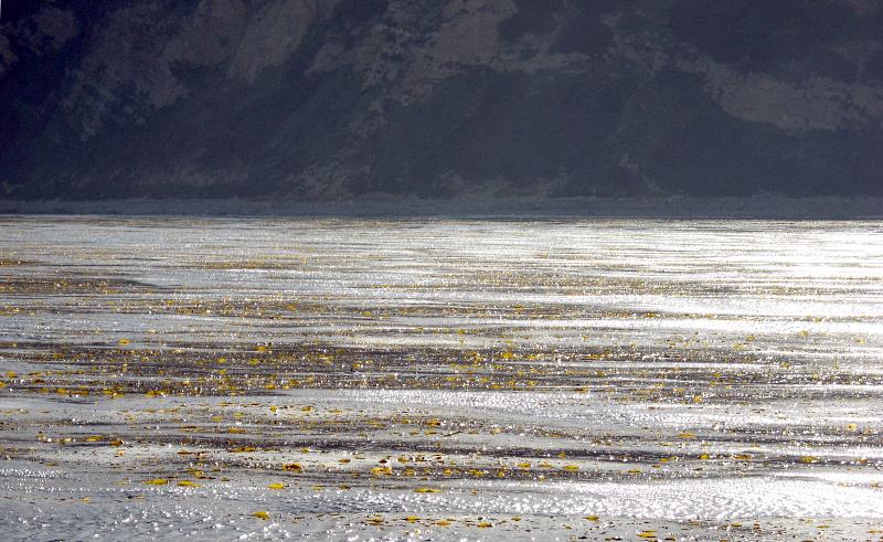 Palos Verdes Kelp Bed