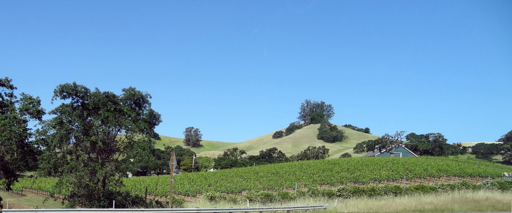 This is pretty typical of what you see along the hiway towards the coast, vineyards nestled up to the forested mountains.