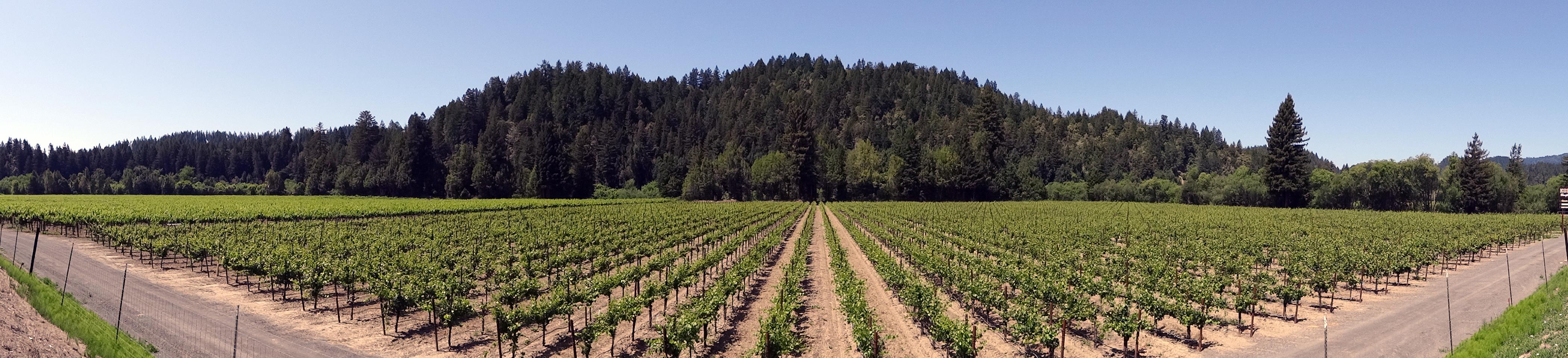 One of the Korbel fields in the Russian River Valley. (Wide)