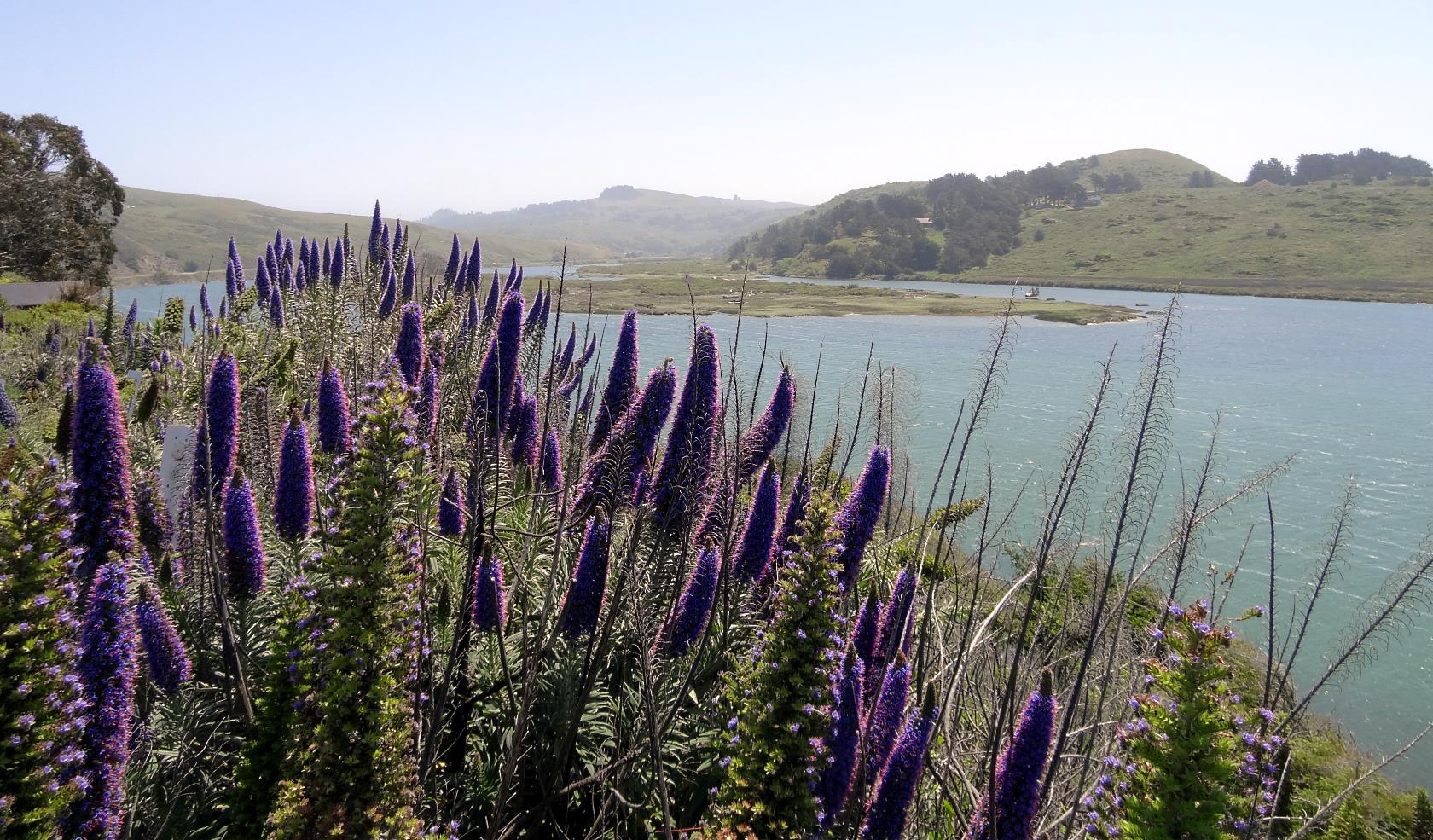 Lupins grow above the Russian River. The mild moist conditions of the coast support beautiful displays of many wild flowers.