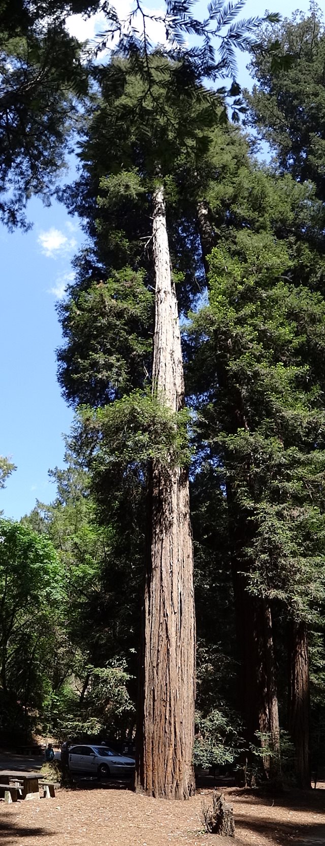 Sequoia sempervirens - Pacific Redwood - The tallest tree in the world. Majestic. Taller than the Statue of Liberty. Once they covered the world, but now only a few protected groves remain. (scroll down).