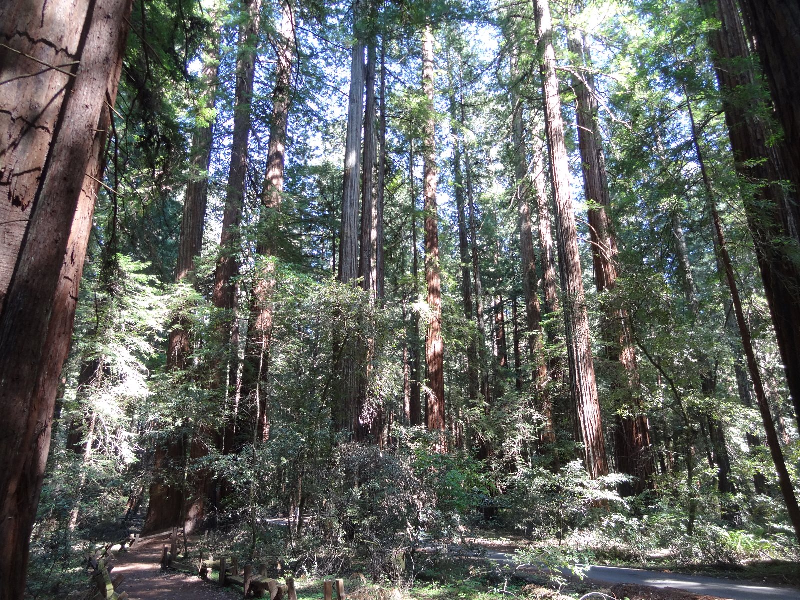 I told the guide at the State Parks Visitor Center that I planned to go to Muir Woods. He said that back about 15 miles at Guerneville was the Armstrong Redwood Grove that was nicer in ways and far less crowed. I'm glad I went back.