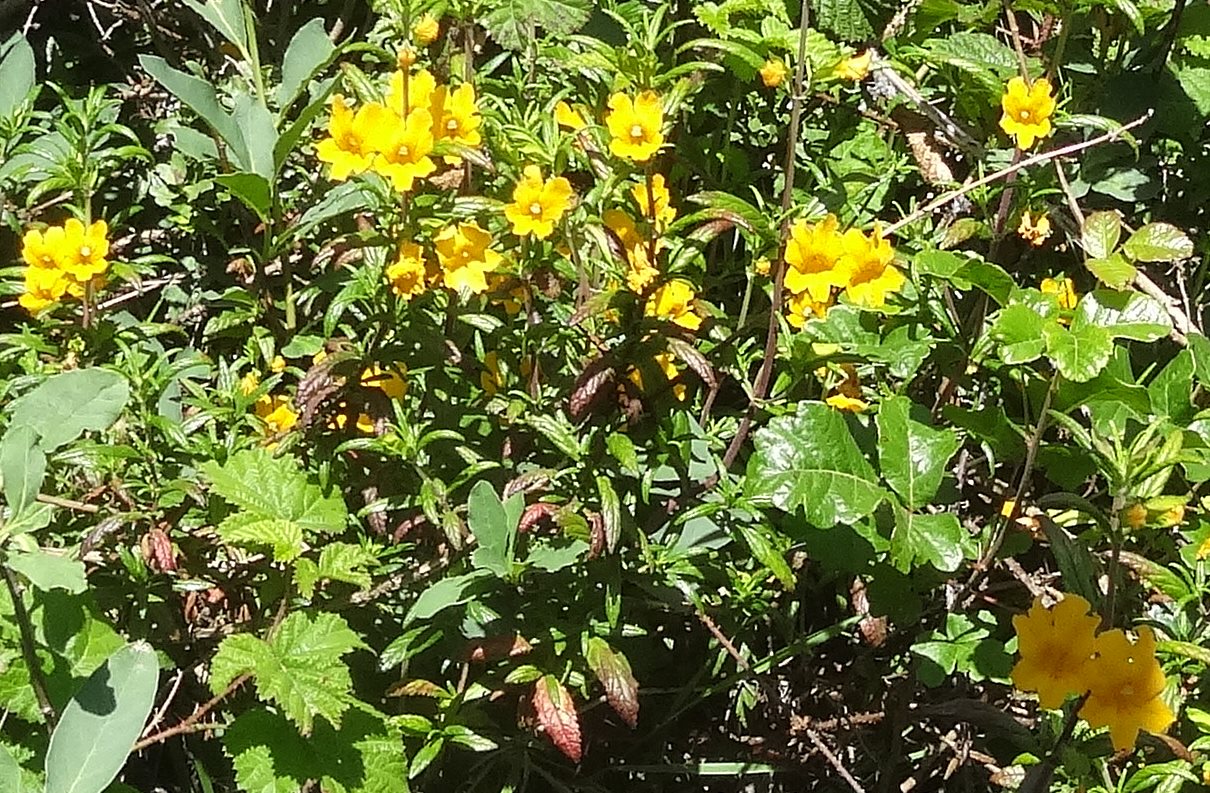 There are lots of pretty flowers in the moist marine environment, but look closely instead at the three shiny leaves in the lower right. Leave that alone. That is Poison Oak, the maker of long lasting unpleasant memories.  