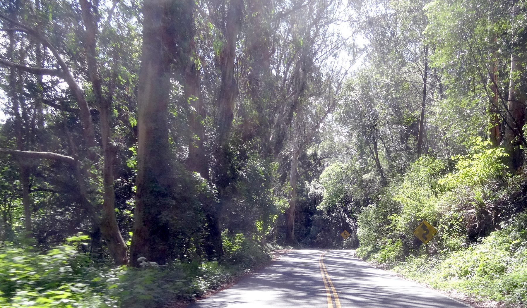 At the highest part of the road, it winds along a narrow creek as it starts to descend again towards Bolinas Bay.