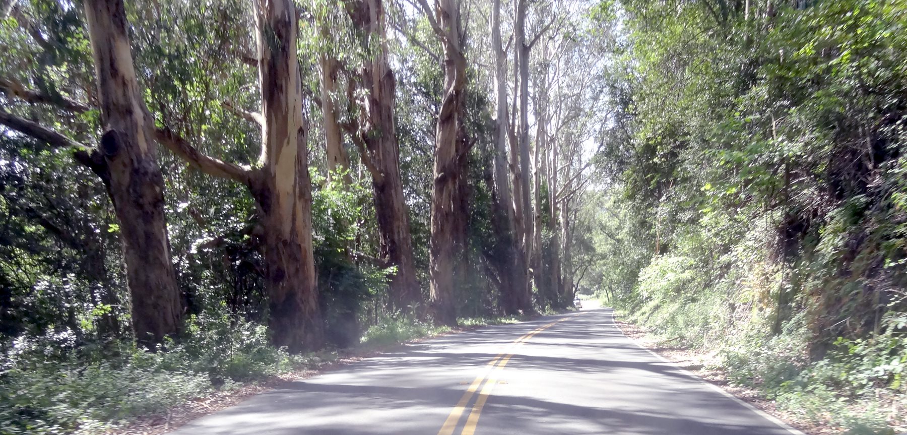 There are huge Eucalyptus trees. They need less water than most of the locals, except the Oaks.