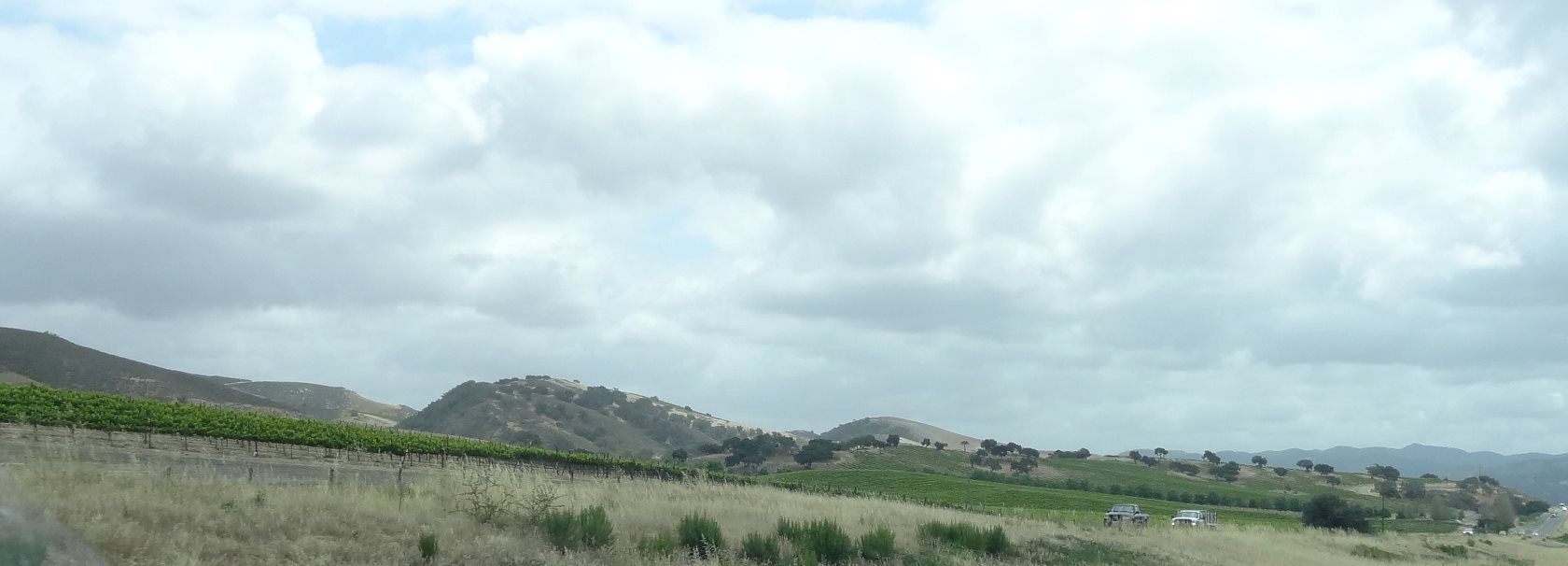 Follow Hiway 101 past Pismo, past the farms of Santa Maria. Now it changes. It's more dry. It's more Coastal Chaparrel. Now it is wine country where the intense sun makes the grapes produce sugar contents unmatchable further north.