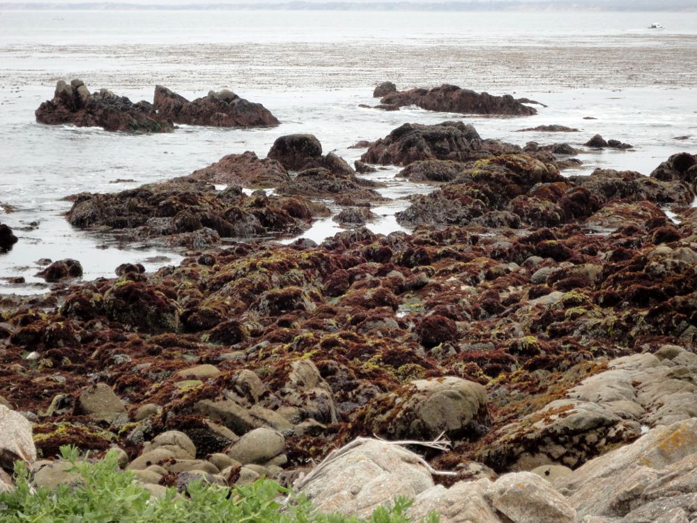Monterey