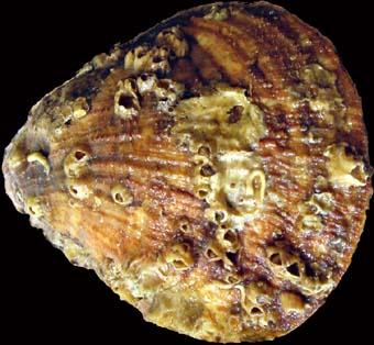 Scallop Shell