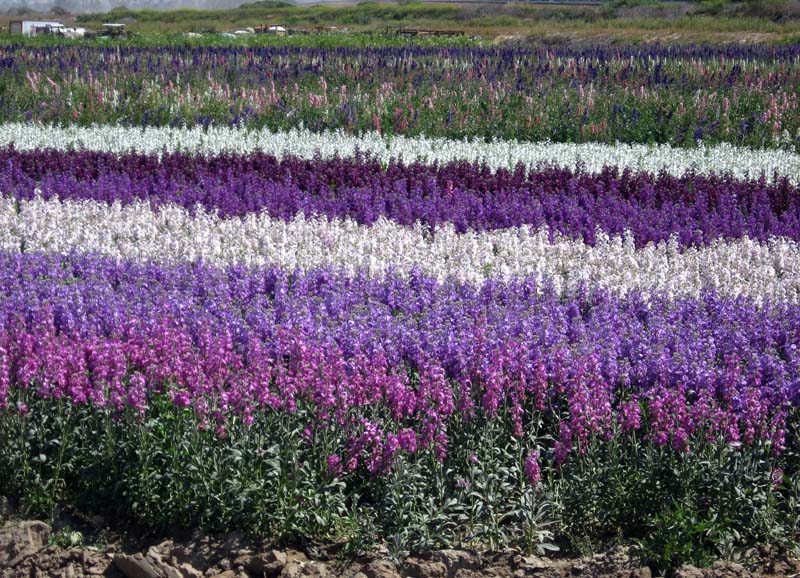 A pretty crop
