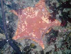 Bat Star