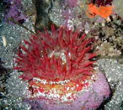 Anemone