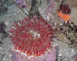 Anemone