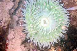 Anemone