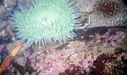 Anemone