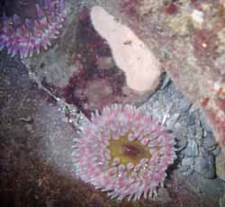 Anemone