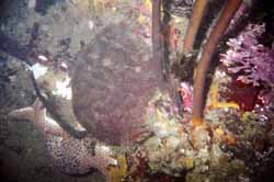 Gumboot Chiton