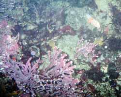Nudi