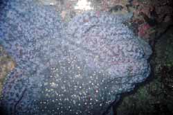 Big Picnopodia