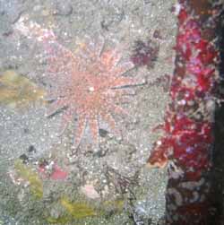 Small Picnopodia
